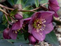 Schneerosen Blüte aubergine